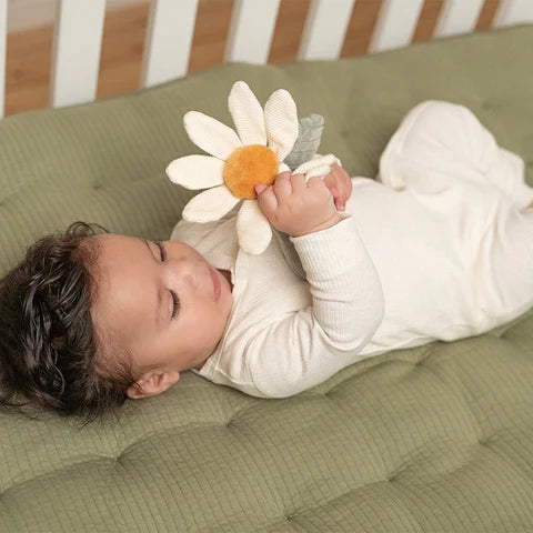 Sonaglino Fiore - Little Dutch